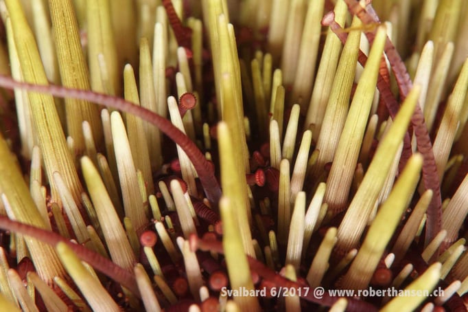  Seeigel im Nahformat © Robert Hansen