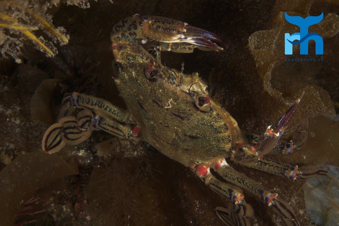  Krabbe im farbigen Kleid © Robert Hansen