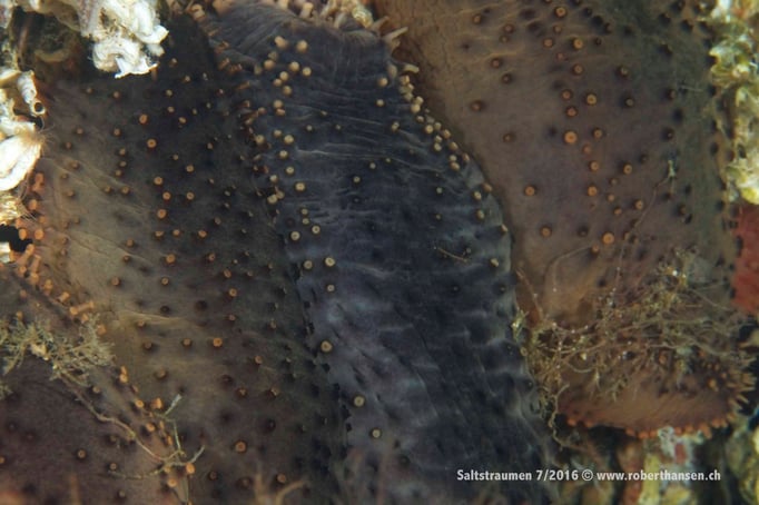  Schlafende Seegurken © Robert Hansen