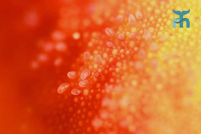  Die Haut des Purpurseesternes stark vergrössert © Robert Hansen