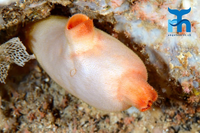  Seescheide, diesmal in Orange und Weiss © Robert Hansen, Gozo Oktober 2015