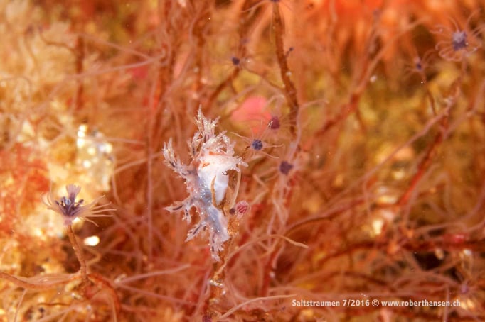  Gut getarnte Nacktschnecke © Robert Hansen