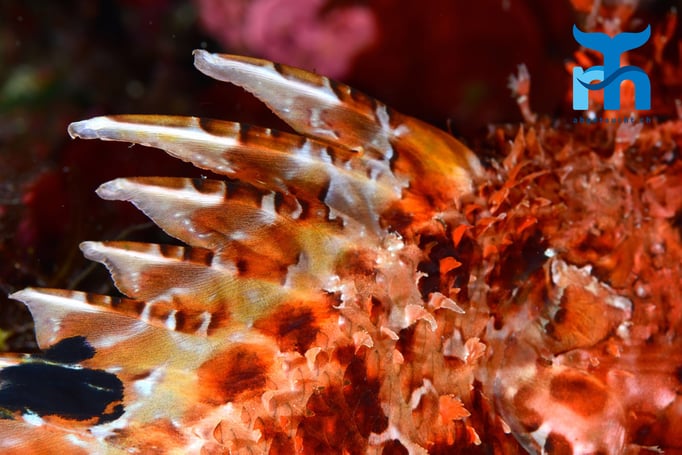  Die Stacheln eines Skorpionfisches enthalten ein schmerzhaftes Gift © Robert Hansen, Gozo Oktober 2015