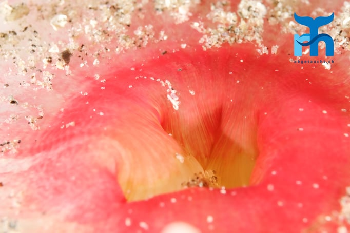  Schlund der Seedahlie © www.roberthansen.ch