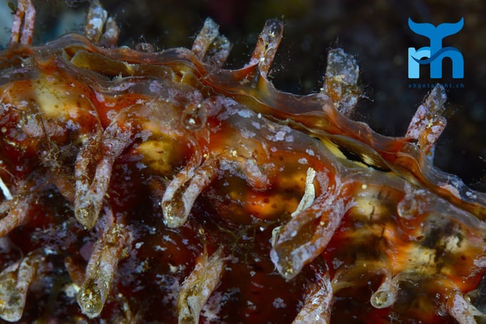  Eine Steckmuschel in fünf Metern Tiefe © Robert Hansen, Gozo Oktober 2015