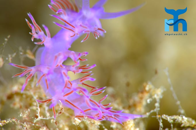  Fadenschnecke in 35 Metern Tiefe auf der Reling eines Wracks - Gozo Oktober 2015 © Robert Hansen