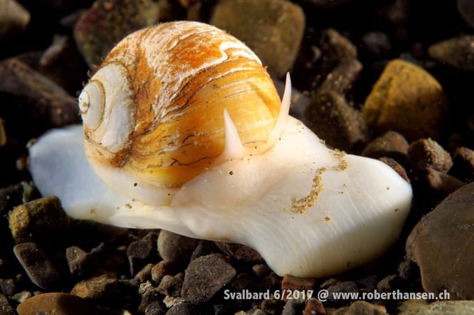 Schnecke unterwegs © Robert Hansen