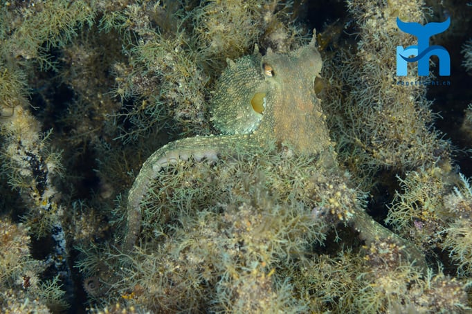  Der Oktopus passt sich im Neptunsgras perfekt an © Robert Hansen, Gozo Oktober 2015