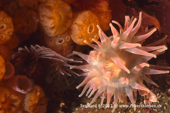  Anemone © Robert Hansen