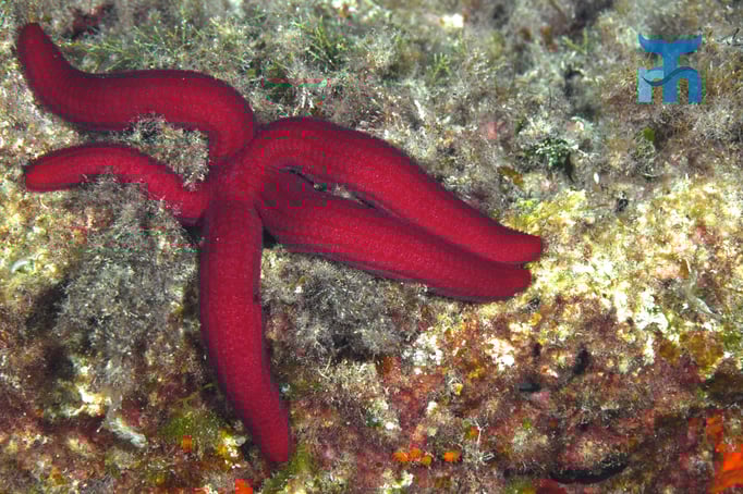  Possierlich drapierter Purpurseestern (Echinaster sepositus) © Robert Hansen