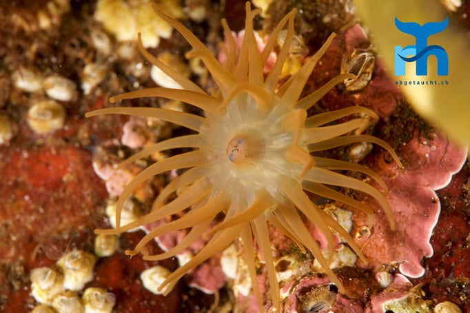  Anemonenfarbenpracht © Robert Hansen