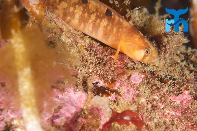  Mischung zwischen Fisch und All © Robert Hansen