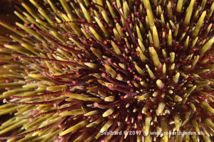  Seeigelstacheln © Robert Hansen