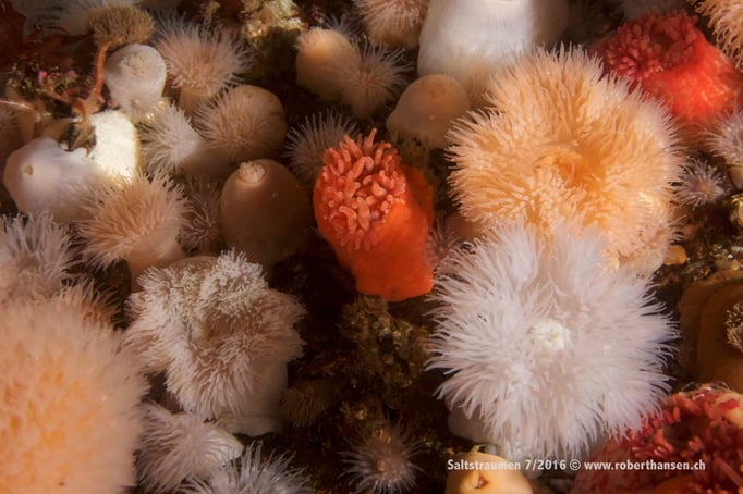  Farbenspiel der Anemonen © Robert Hansen