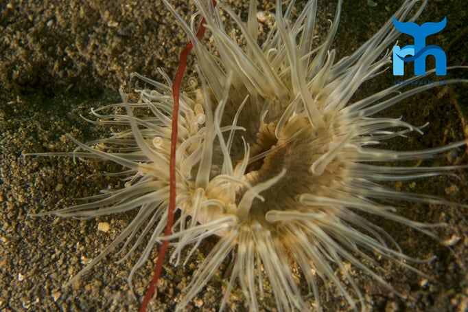  Anemone wartet mit ihren Tentakeln auf Nahrung © Robert Hansen
