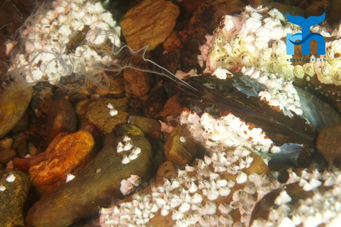 Miesmuscheln bei der Fortpflanzung © Robert Hansen