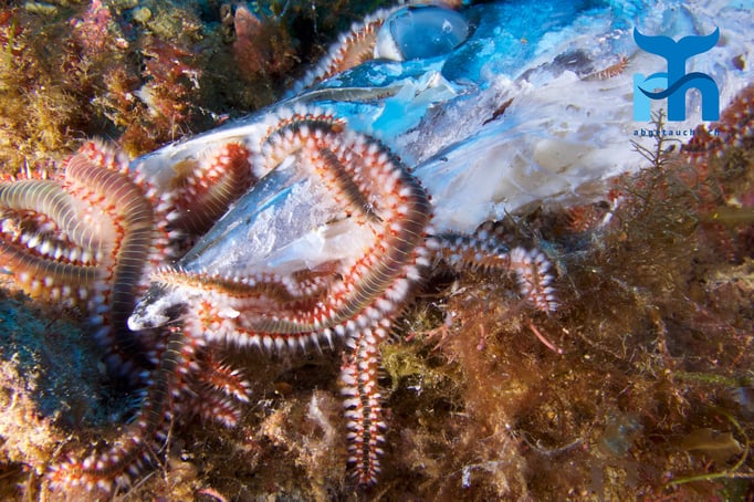  Bart-Feuerborstenwürmer verspeisen einen Barrakuda © Robert Hansen, April 2016