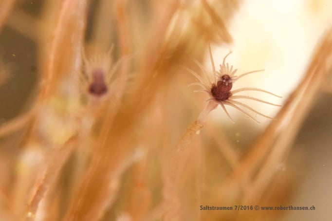  Filigrane Blumenpolypen (tubularia indivisa) © Robert Hansen