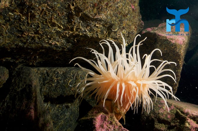  Schlammseerose (bolocera tuediae) auf nacktem Fels © www.roberthansen.ch