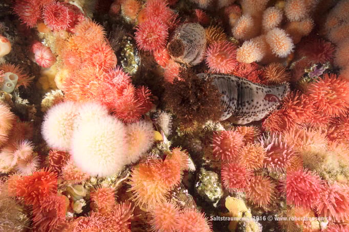  Seegurke zwischen Anemonen © Robert Hansen