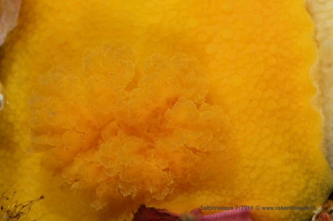  Diese Nacktschnecke frisst Weichkorallen © Robert Hansen