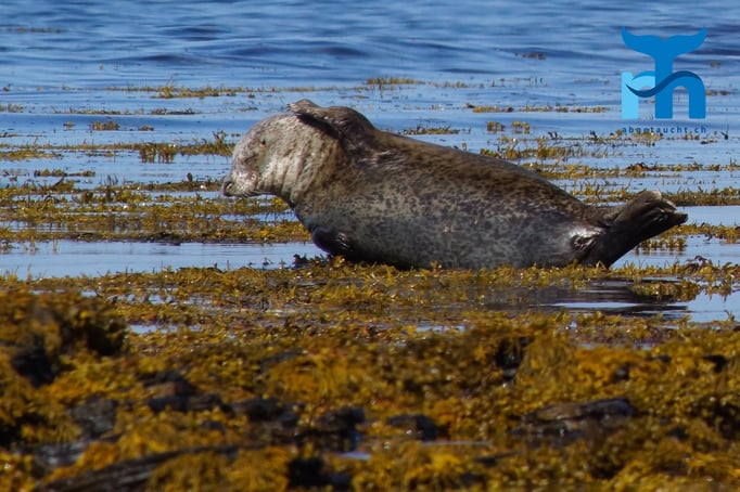  Eine Robbe in der nördlichsten Bucht von Schottland © Robert Hansen