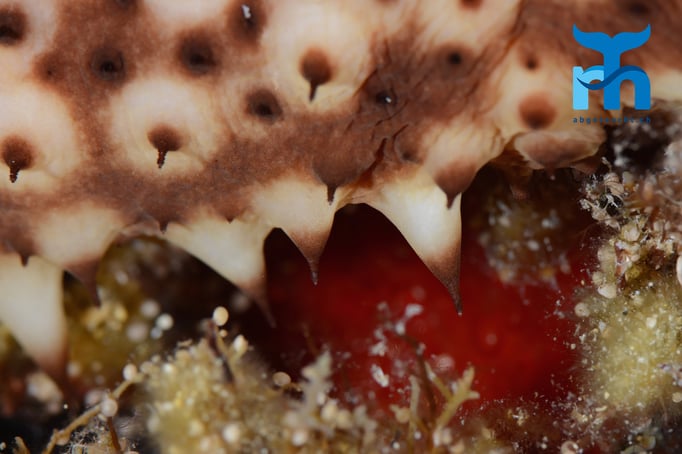  Die Ausbuchtungen einer Seegurke © Robert Hansen, Gozo Oktober 2015