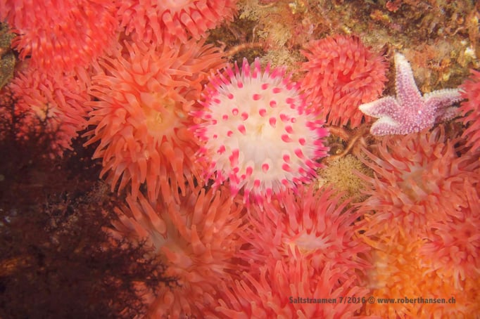  Wer hat die schönsten Farben? © Robert Hansen