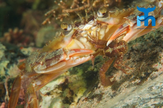  Strandkrabbe verspeist einen kleinen Zwerhummer (galathea nexa) © Robert Hansen