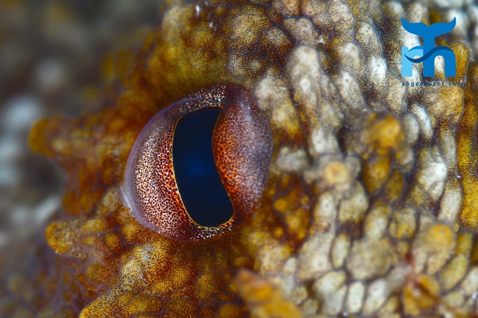  Oktopusauge © Robert Hansen, Gozo Oktober 2015