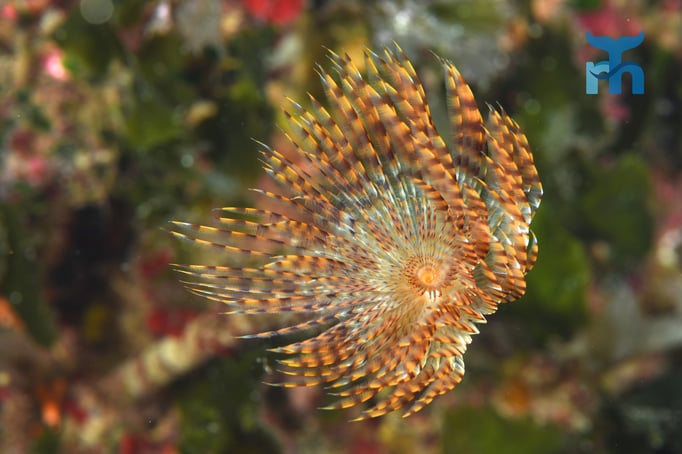  Schraubensalbelle (Spirographis spallanzani) in ihrer Pracht © Robert Hansen
