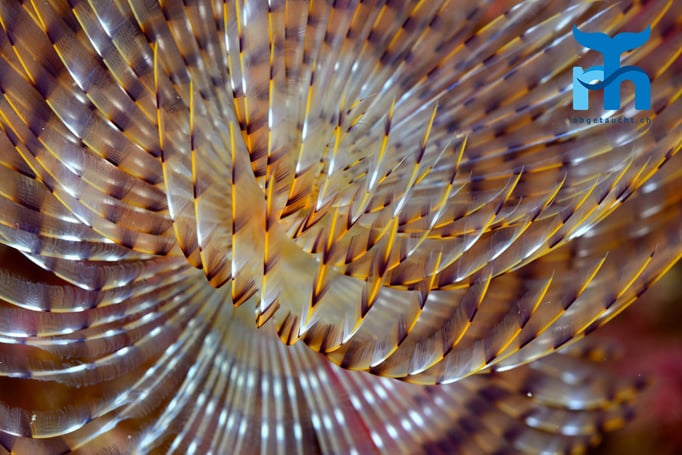  Eine Schraubensalbelle fischt nach Nahrung © Robert Hansen, Gozo Oktober 2015