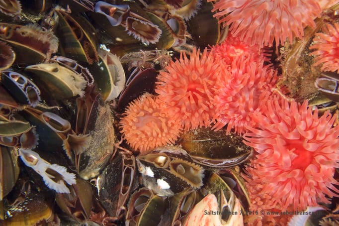  Anemonen und Miesmuscheln © Robert Hansen