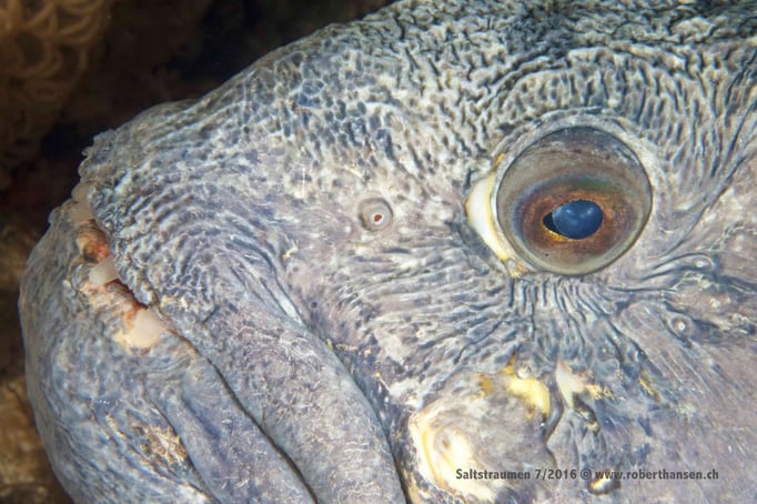  Grimmiger Blick des Seewolfes © Robert Hansen