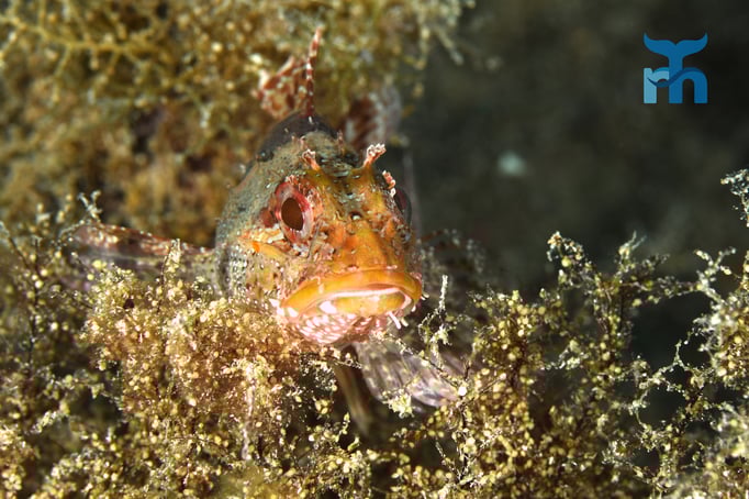  Kleiner Roter Drachenkopf in permanenter Lauerstellung © Robert Hansen