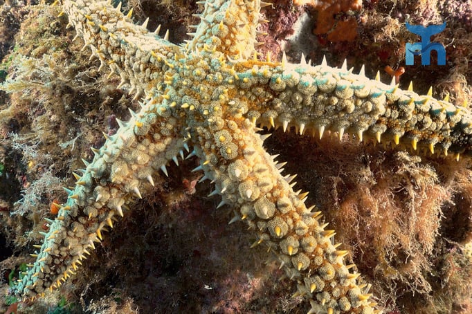  Eisseestern (Marthasterias glacialis) an der Steilwand © Robert Hansen