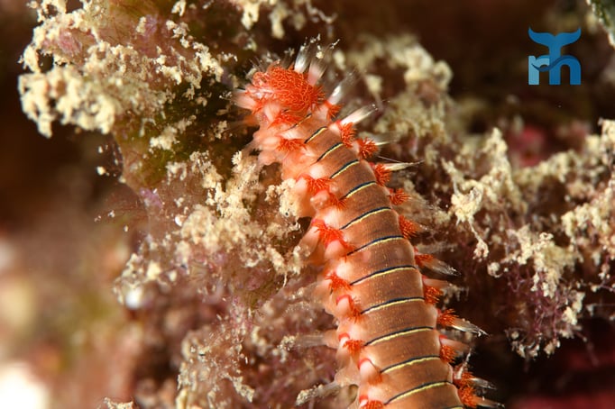  Feuerwürmer sind farbenprächtige Aasfresser © Robert Hansen
