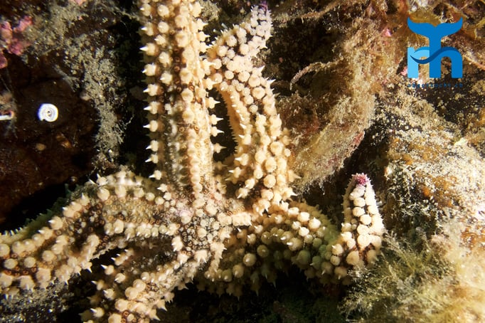  Eisseestern mit reich strukturierter Oberfläche © www.roberthansen.ch