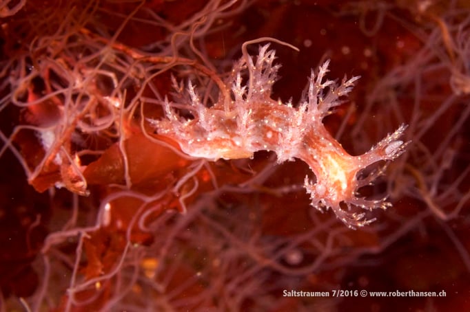  Nacktschnecke auf Blumenpolypen © Robert Hansen