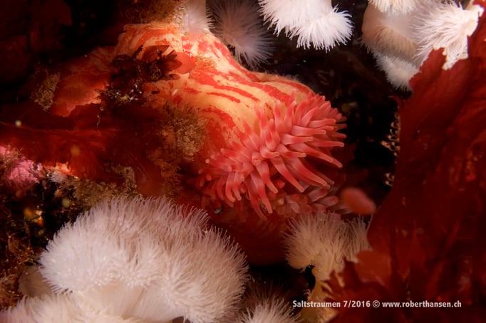 Farbenprächtige Anemonen © Robert Hansen