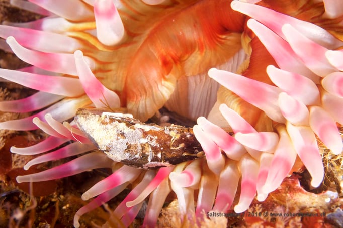  Eine Anemone verspeist eine Muschel © Robert Hansen