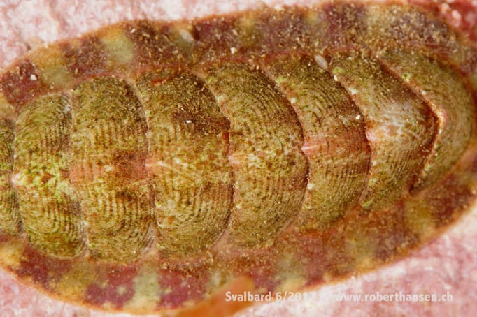  Urgetier © Robert Hansen