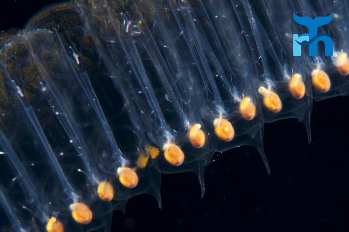  Staatsqualle © Robert Hansen, April 2016