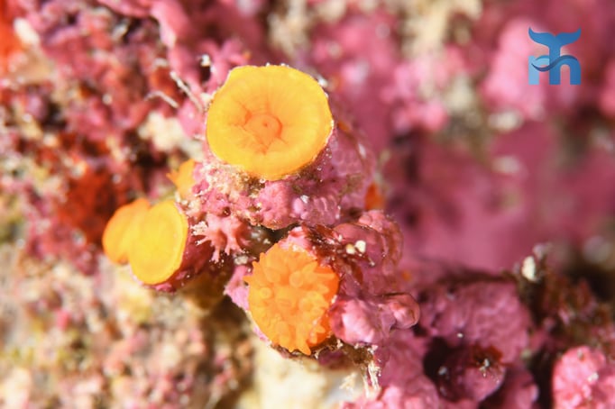  Gelbe Krustenanemone (Parazoanthus axinellae) an einem Felsüberhang © Robert Hansen 
