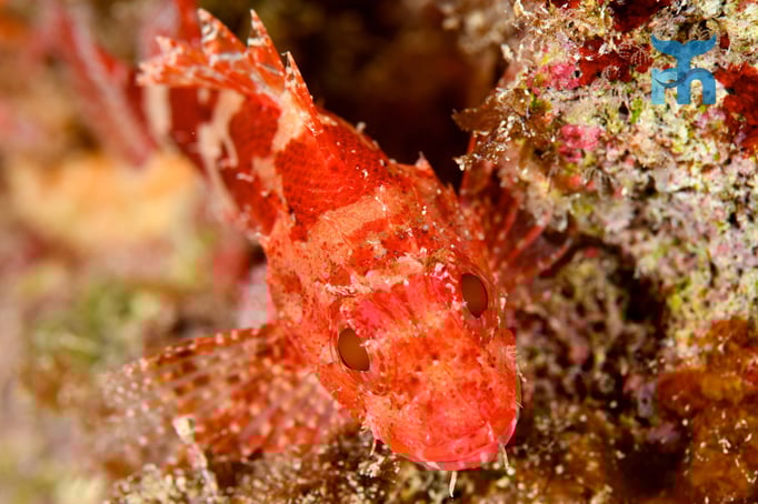  Kleiner Roter Drachenkopf ohne Scheu vor dem Kameramonster © Robert Hansen