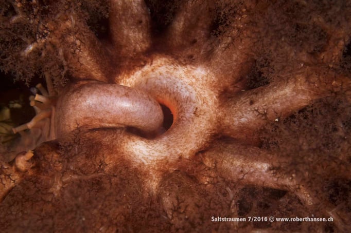  Eine Seegurke führt einen Arm in den Schlund © Robert Hansen