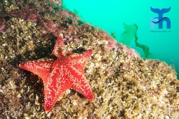  Kissenseestern (porania pulvillus) auf Wanderschaft © www.roberthansen.ch