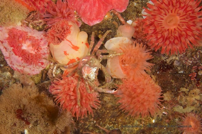  Gut getarnter Krebs © Robert Hansen