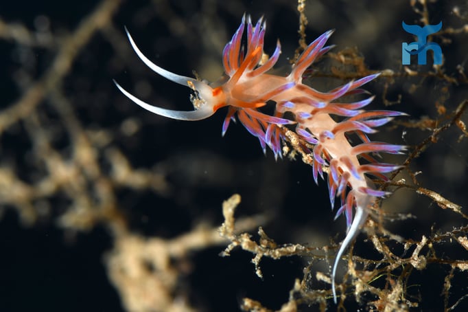  Nacktschnecke (Cratena peregrina) im Unterwassergeäst am Wrack © Robert Hansen