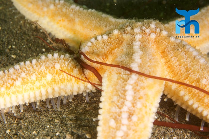 Seestern auf Nahrungssuche © Robert Hansen